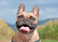 Un French Bulldog halète dans un parc