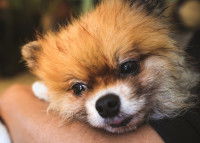 Un petit chien malade avec une respiration difficile