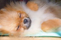 Un petit chien Pomeranian allongé sur le côté ronfle en dormant