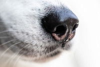 Vue proche d'un nez de chien qui coule