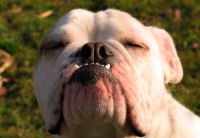 Un Bouledogue avec un nez rougi