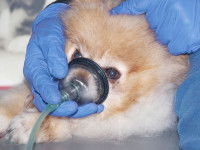 Un chiot avec un masque à oxygène sur le nez