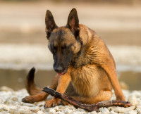 Un chien Malinois tousse assis sur le sol