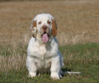 Un gros chien est essoufflé dans le jardin