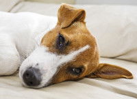 Un Jack Russell malade couché sur un lit