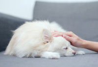 Une femme caresse un chien malade