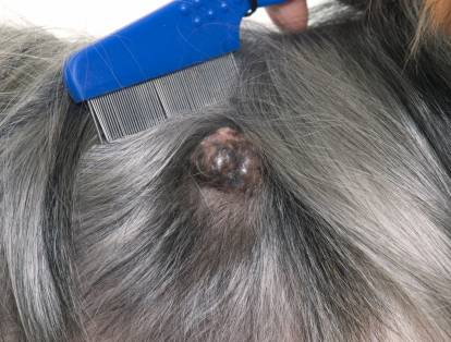 Maladie de peau du chien avec photos : Les 8 affections à connaître  absolument en 2024 - Consultations en Dermatologie Vétérinaire