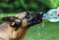 Un homme donne à boire à un chien Berger Allemand