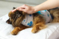 Un petit chien avec un pansement après une opération