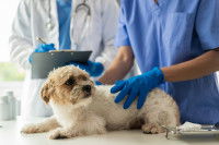 Un petit chien inquiet chez le vétérinaire