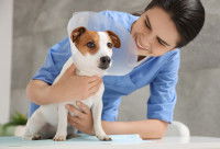 Une vétérinaire tient un Jack Russell dans ses bras