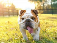 Un chien de type de Bouledogue halète dans le jardin