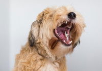 Un petit chien croisé avec la gueule ouverte