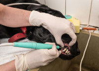 Un vétérinaire fait un détartrage à un gros chien noir