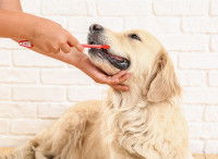 Une femme brosse les dents de son Golden Retriever