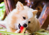 Un petit chien mange de la pastèque
