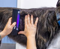 Examen de détection de la teigne sur un chien