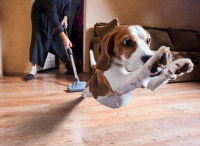 Chien qui bondit quand son maître nettoie 