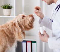 Un vétérinaire administre un traitement à un chien