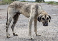 Un chien malade avec un air triste