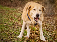 Le T Tanos Chez Le Chien Sympt Mes Traitement Vaccin