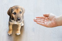 Un homme donne un médicament à son chiot