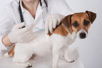 Le vaccin pour chien contre le tétanos