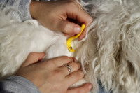 Mon chien a des tiques : que faire ?