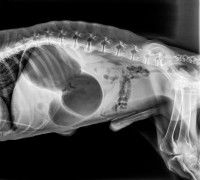 Radiographie d'un chien souffrant d'un retournement d'estomac