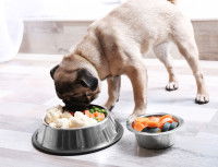 Un chien en train de manger un gros repas