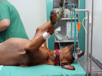 Un chien anesthésié chez un vétérinaire pour une opération