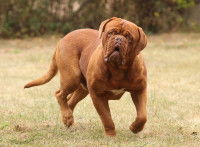 Un gros Dogue de Bordeaux marche dans l'herbe