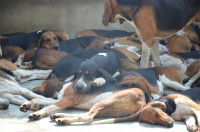Les chiens prédisposés à la toux du chenil