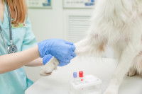 Le diagnostic de la toux du chenil