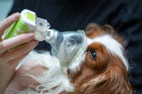 Une femme met un masque à oxygène à un petit chien