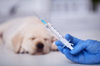 Un vétérinaire s'apprête à vacciner un chiot Labrador