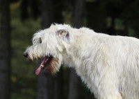 Un chien tousse