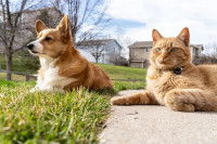 Un chien et un chat sont assis c&ocirc;te &agrave; c&ocirc;te