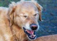Gros plan sur un chien en train de tousser