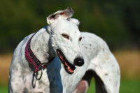 Un Lévrier Greyhound en train de tousser dans un jardin