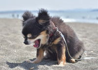 Un Chihuahua en train de tousser sur la plage