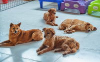 Un groupe de chiens dans un refuge