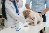 Une femme vétérinaire ausculte un petit chien malade