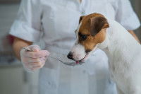 Un vétérinaire donne du sirop à un chien