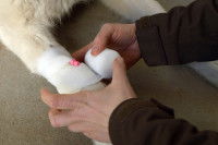 Quelles conditions pour faire une transfusion sanguine chez le chien ?