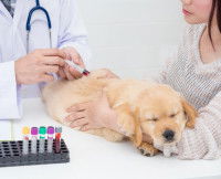 La compatibilité des groupes sanguins chez le chien