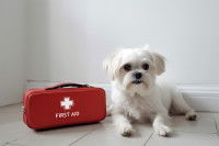 Un petit chien couché à côté d'une trousse de secours