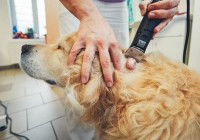 Le diagnostic du cancer chez le chien