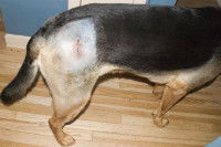 L'impact du cancer sur l'organisme du chien
