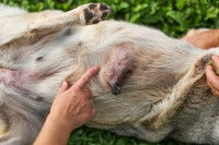 Le traitement d'un chien atteint d'une tumeur mammaire